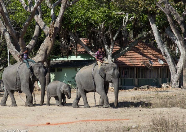 Elephants used for transport Bandipur Tiger Reserve