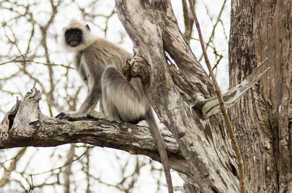 Langur at Bandipur