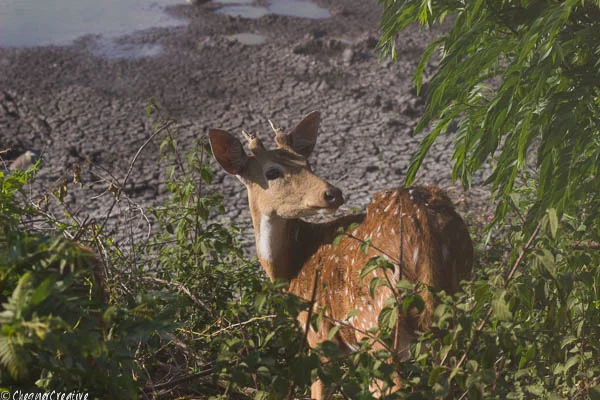 Chital at Bandipur