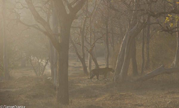 Tiger at Bandipur