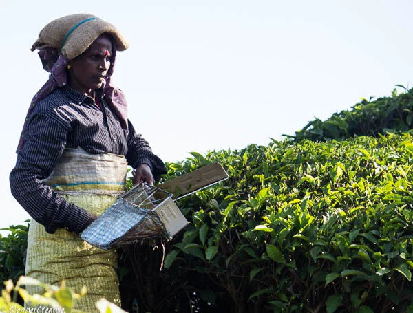 Harvesting Tea Munnar India