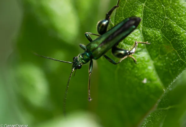 Fat-legged Garden Beetle