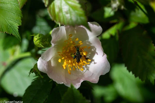 Fat-legged Garden Beetle on a Briar Rose