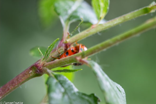 ladybird mating.jpg