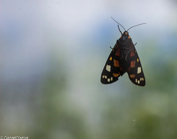 Scarlet Tiger Moth?