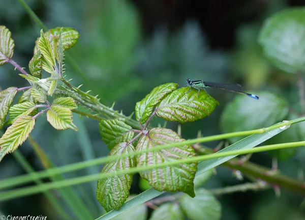 Damsel Fly Taking a Beak