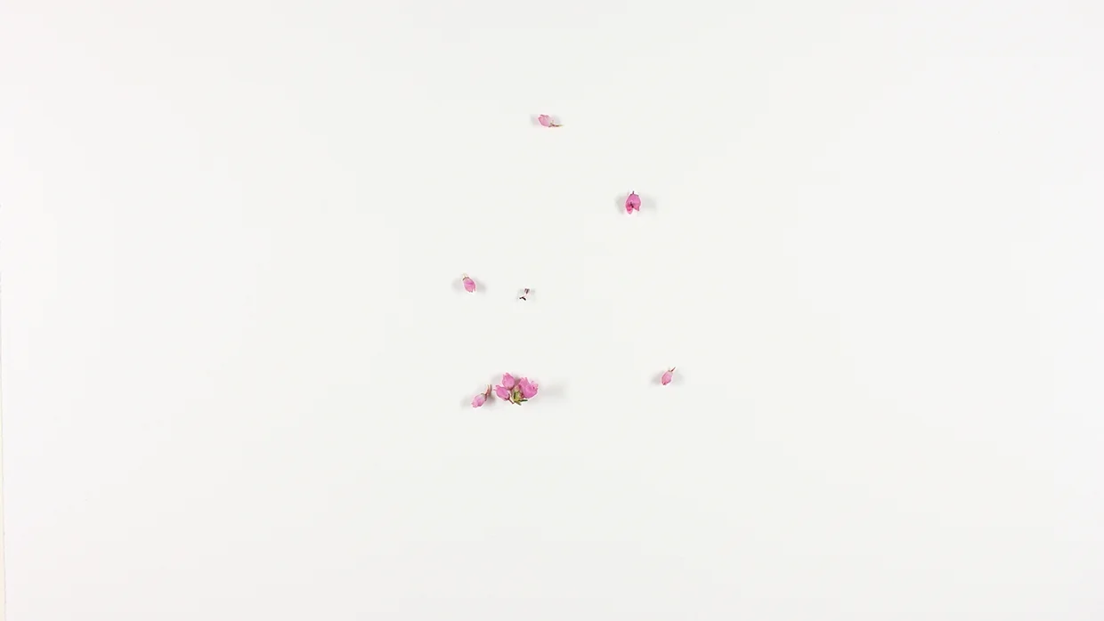 4451840e343903000645d53472d84046.jpg