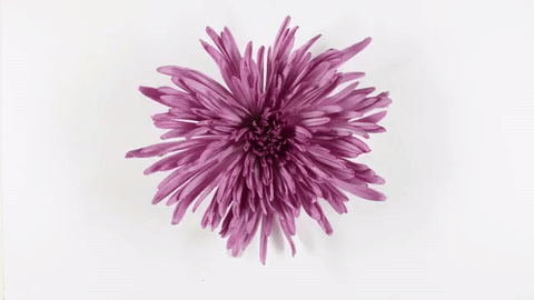 giphy (9).gif