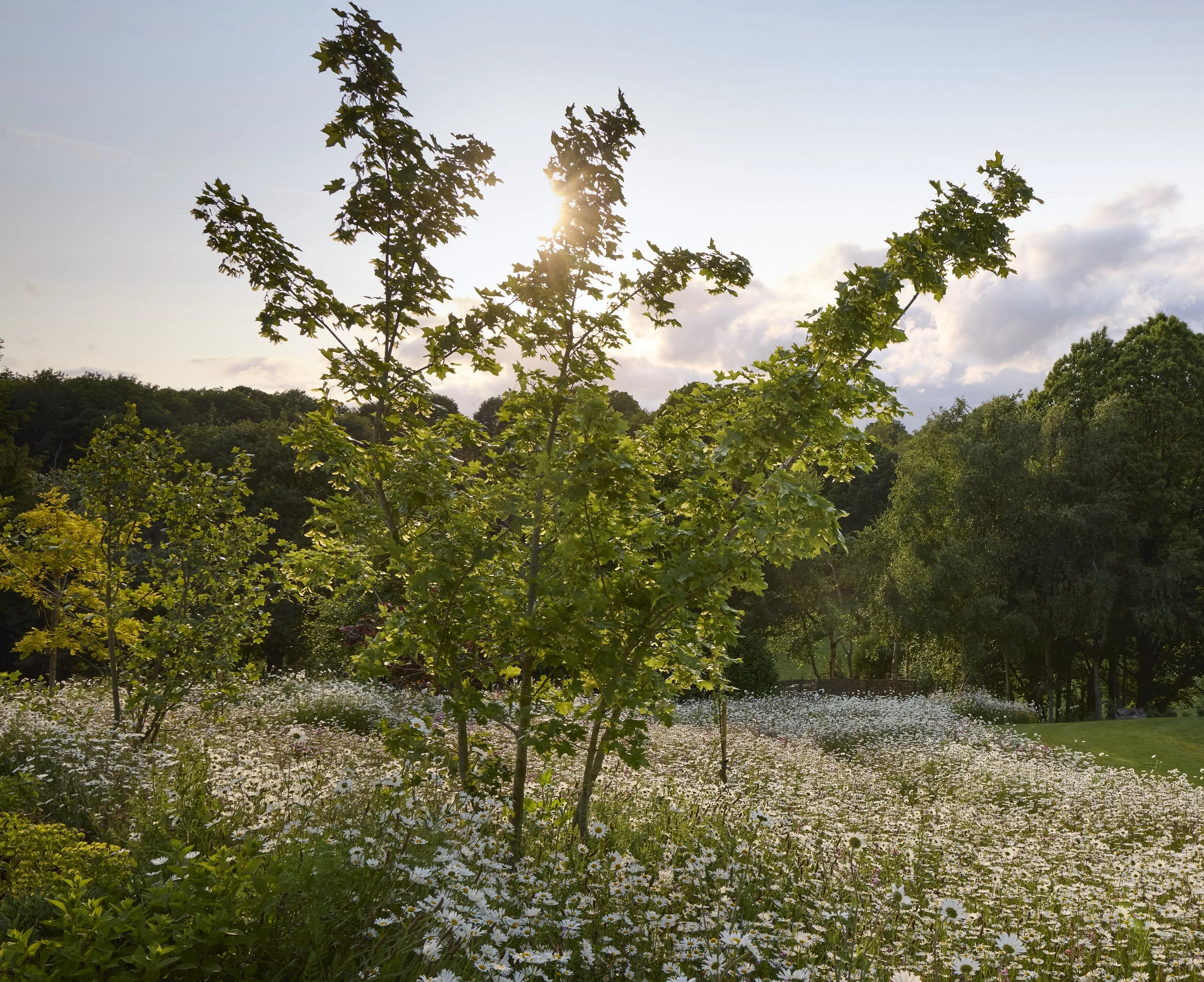 VT-Paddocks-Wild-flower-meadow_T2_2070.jpg
