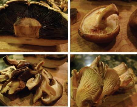 mushroom square.png