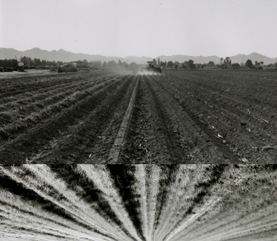 crop rows.png