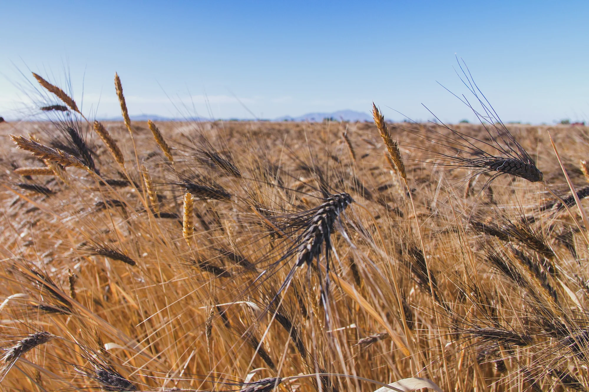 a field of Blue Beard Durum wheat