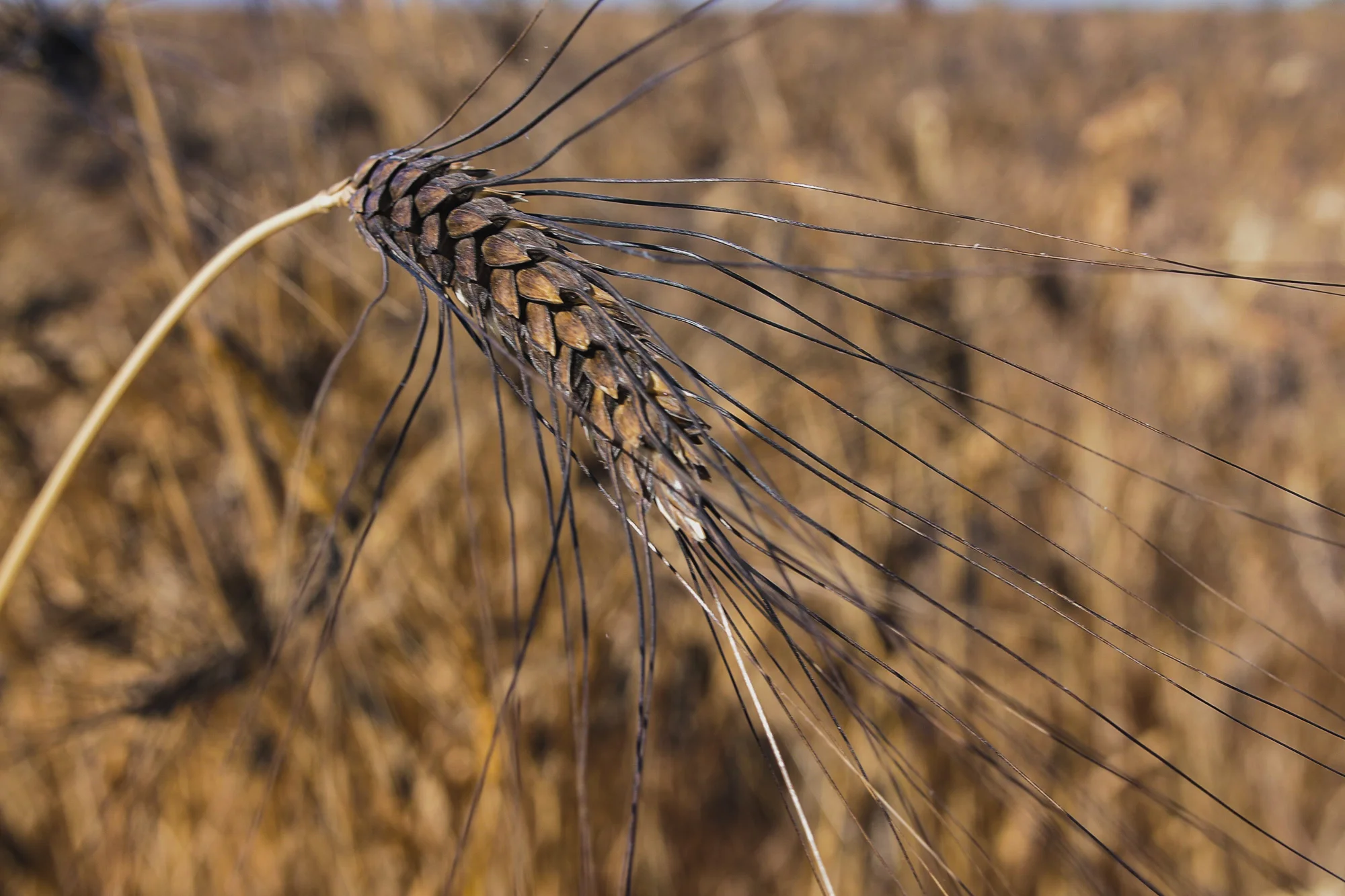 deep blue awns (the wheat beard) give this durum its name
