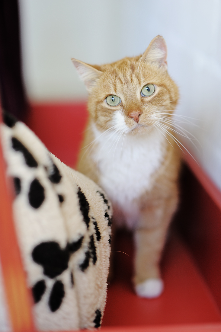 Poopaman (aka "Fritz") im Tierheim. Rot, gross, süss - und unsichtbar. Verbringt den Tag lieber in Volltarnung unter Decken, kein Wunder bei seiner Vorgeschichte.