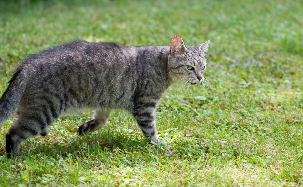 ... wohingegen das Knurps sich als gefährliche Wildkatze fühlte. Allerdings nur bis es auf ...