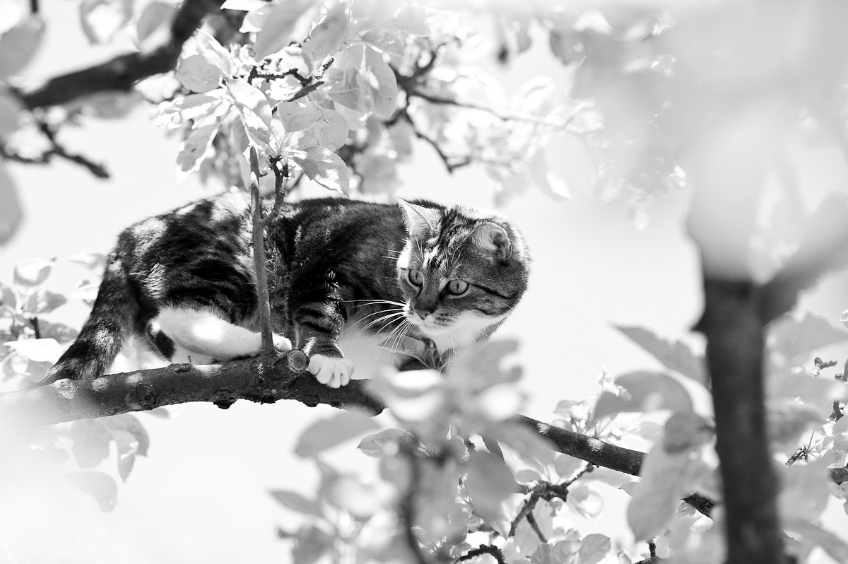Nach anfänglichen Schwierigkeiten entwickelte sich Quietsch schnell zu einer begeisterten Kletterkatze.