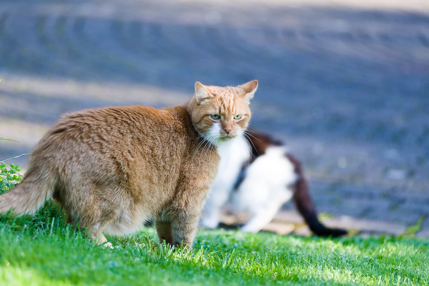 Fritz und die möglicherweise vorsichtigste Attacke aller Zeiten.
