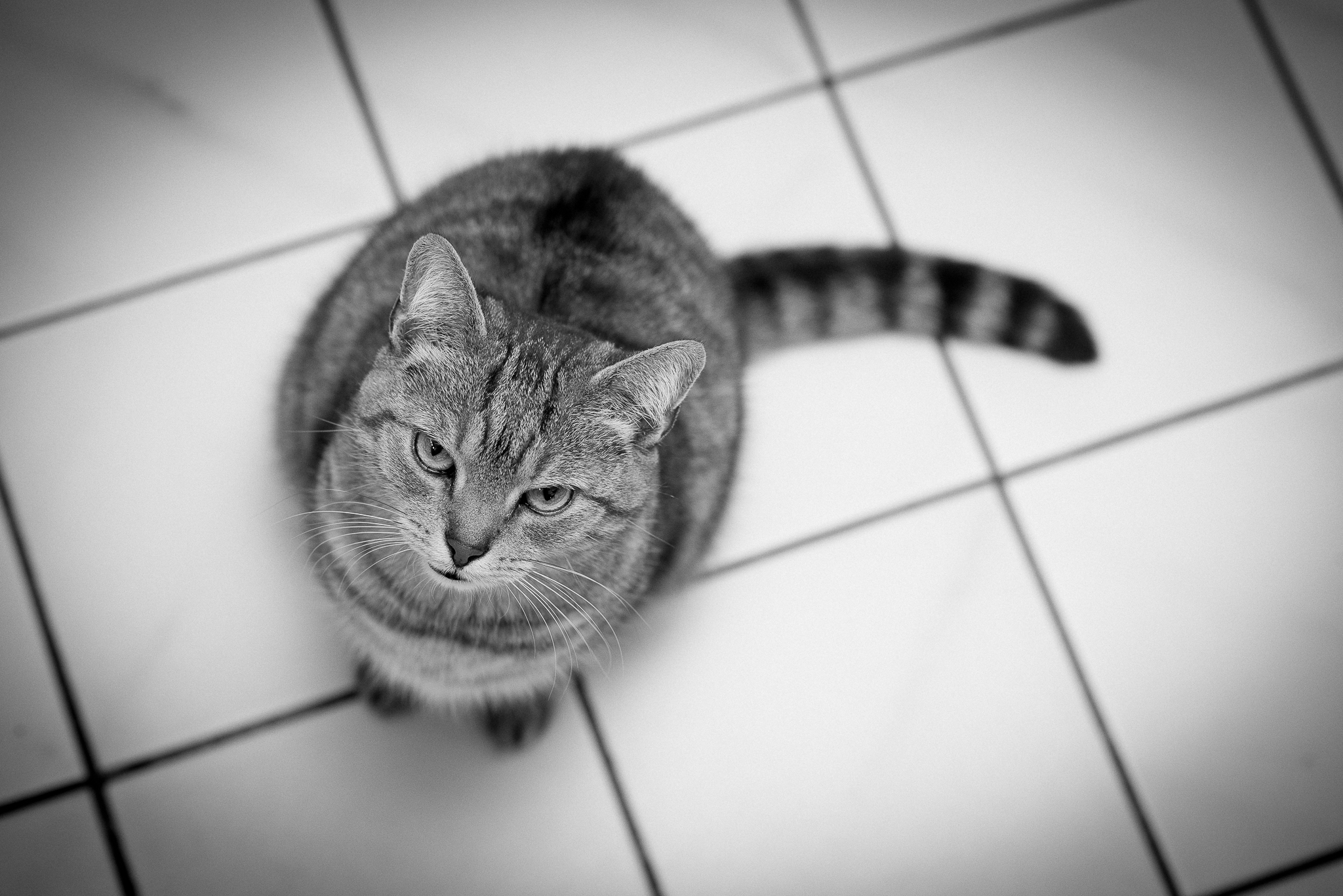 I am here now and I want feeding *now*. Sofort. Flott.