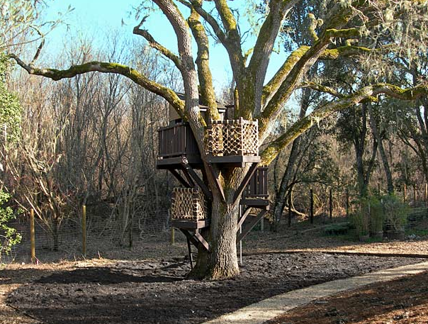 A trip to the tree fort