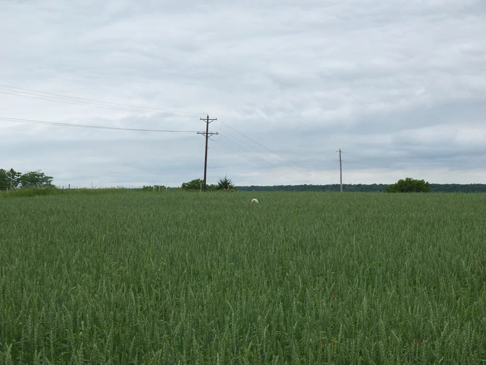Fields plus farm dog's tail.