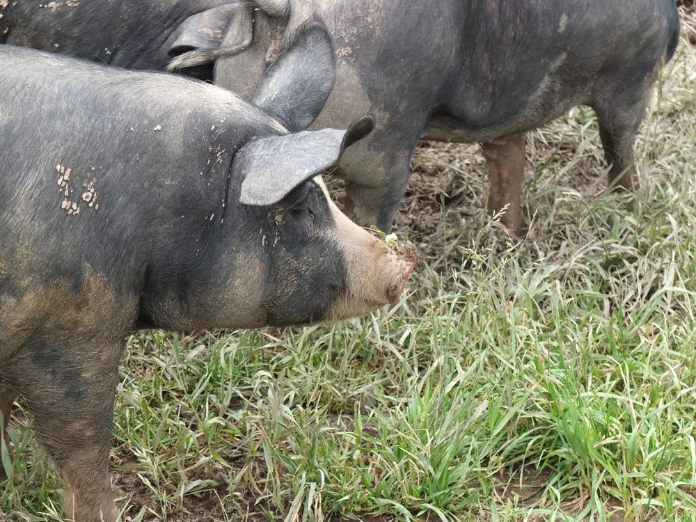 Pigs-LiveSpringsFarm.jpg