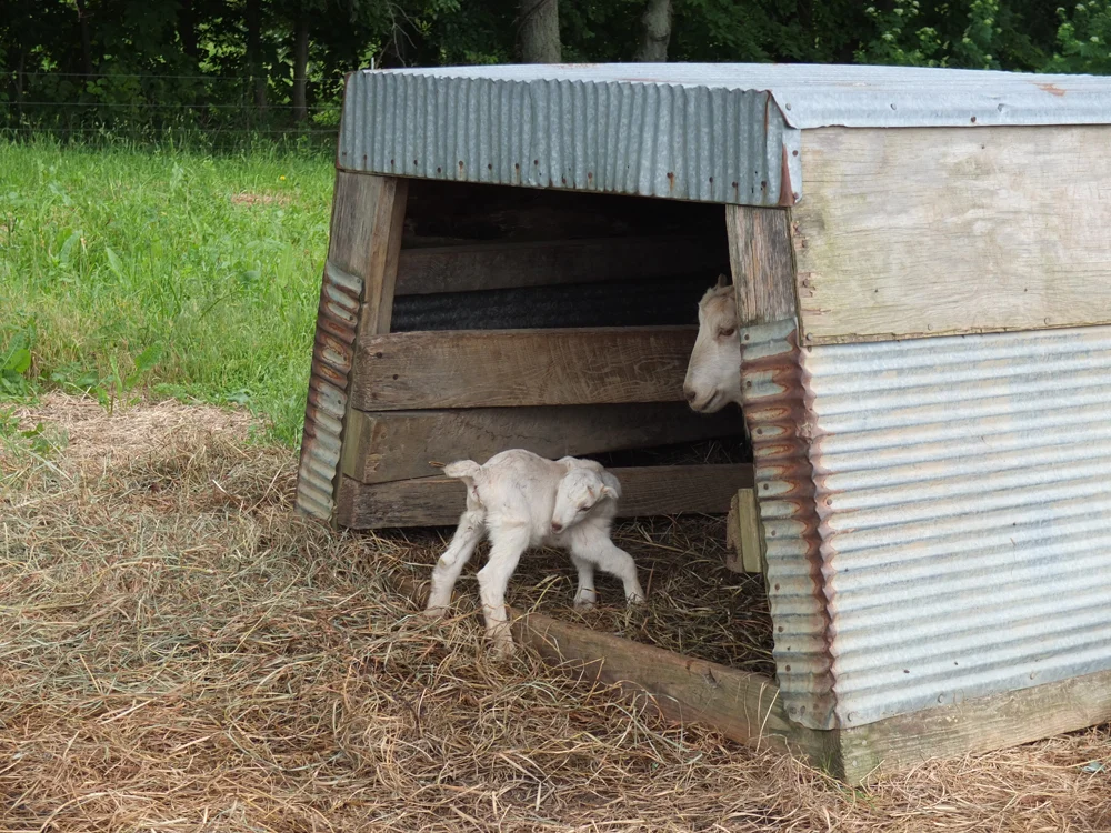 Mama goat and baby goats,