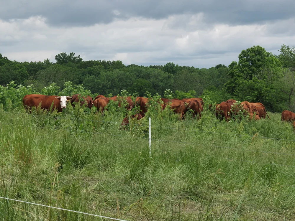 Cattle-LiveSpringsFarm.jpg