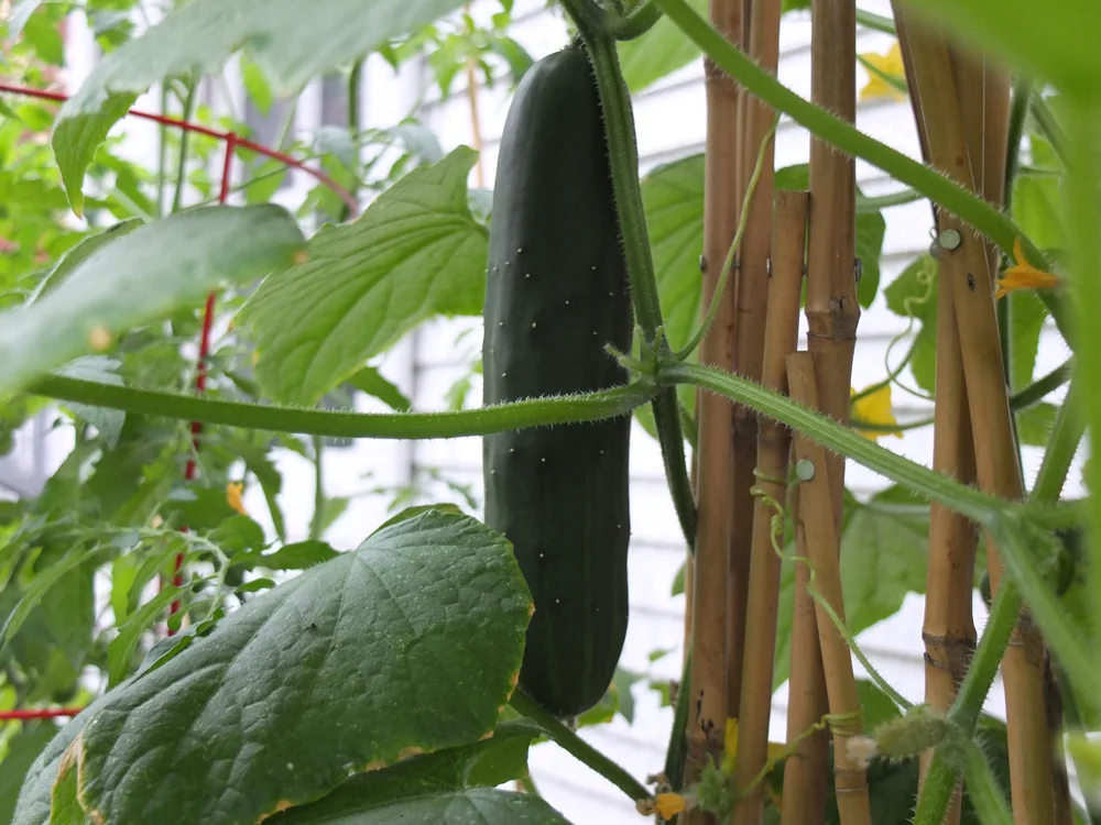 Cucumber.jpg