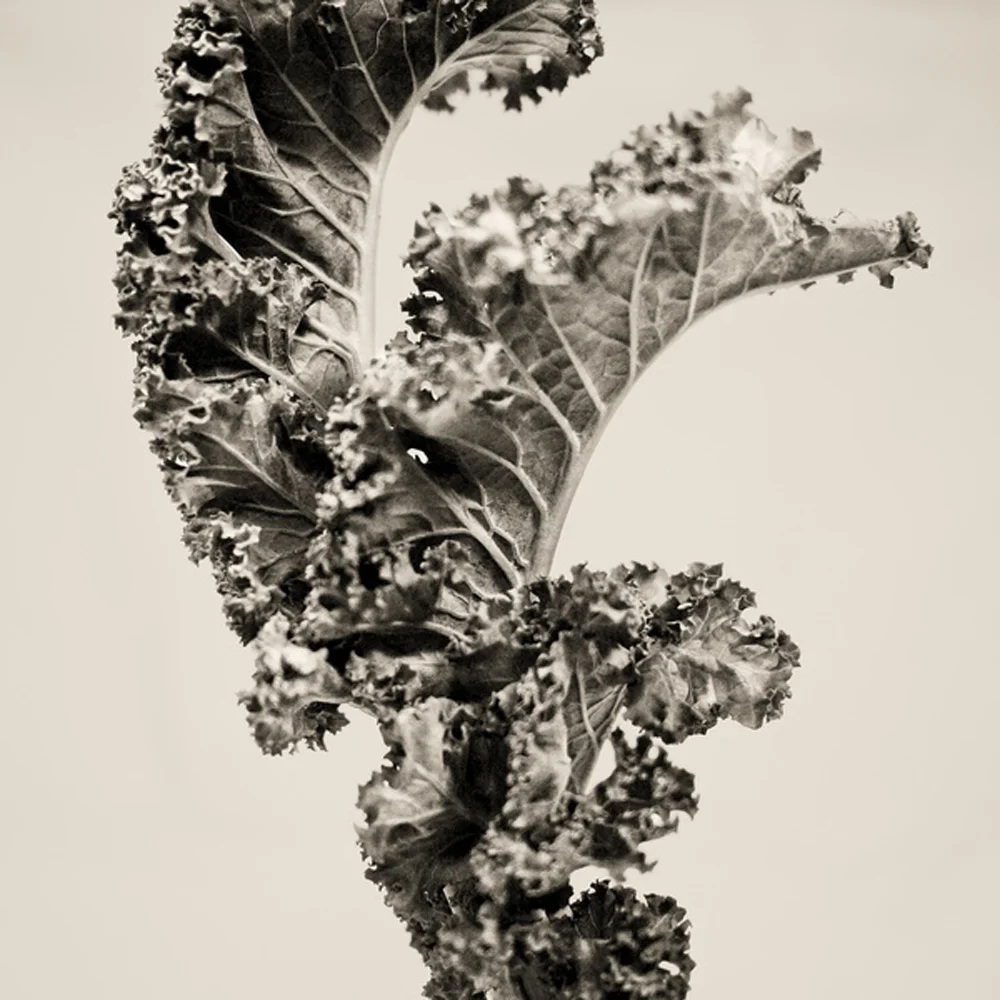 The Kale, Green by Christopher Breimhurst via Society6