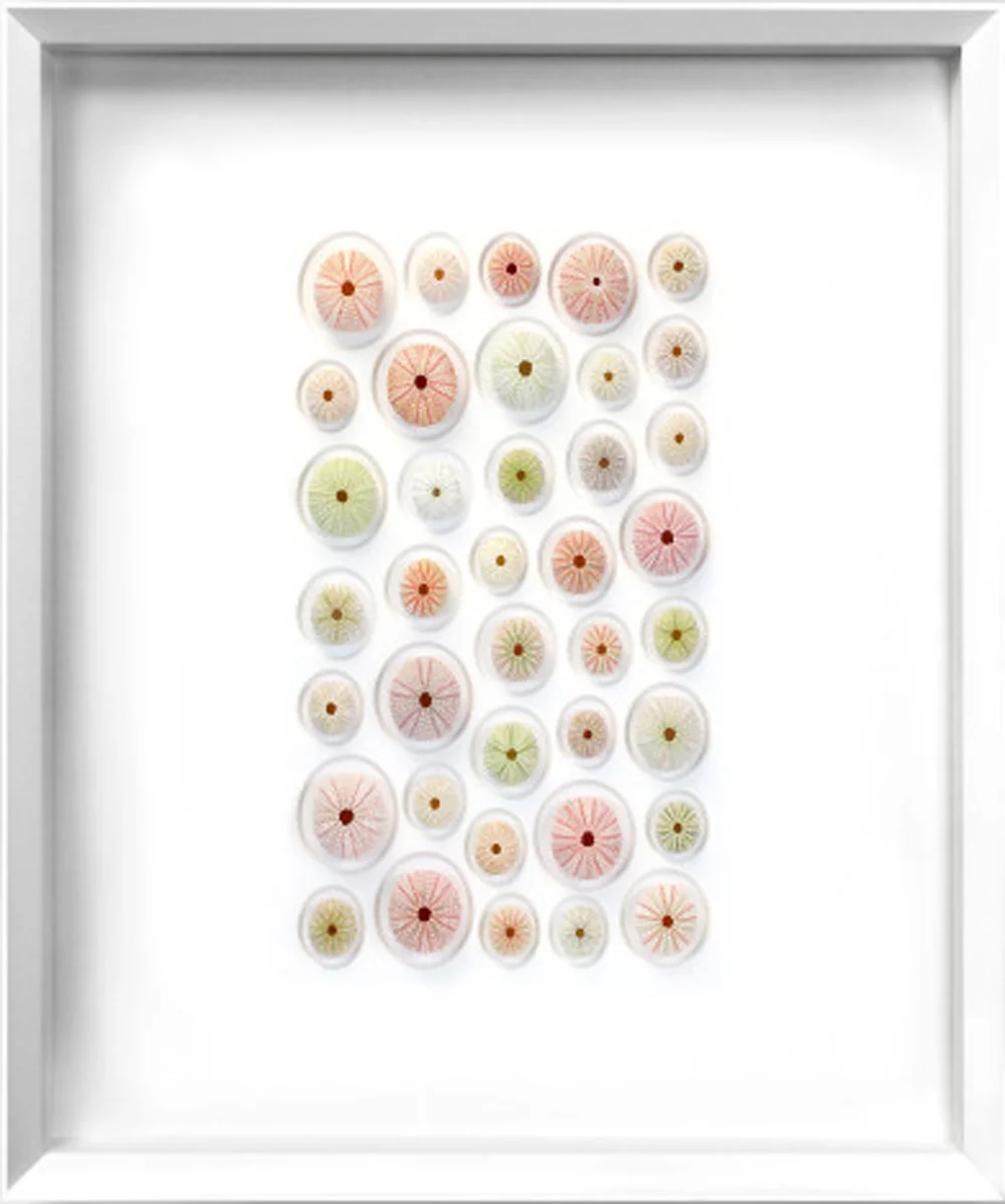 Pastel Urchin Mosaic by Christopher Marley