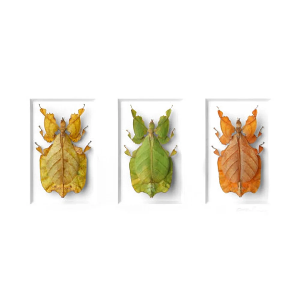 Walking Leaf Cycle by Christopher Marley