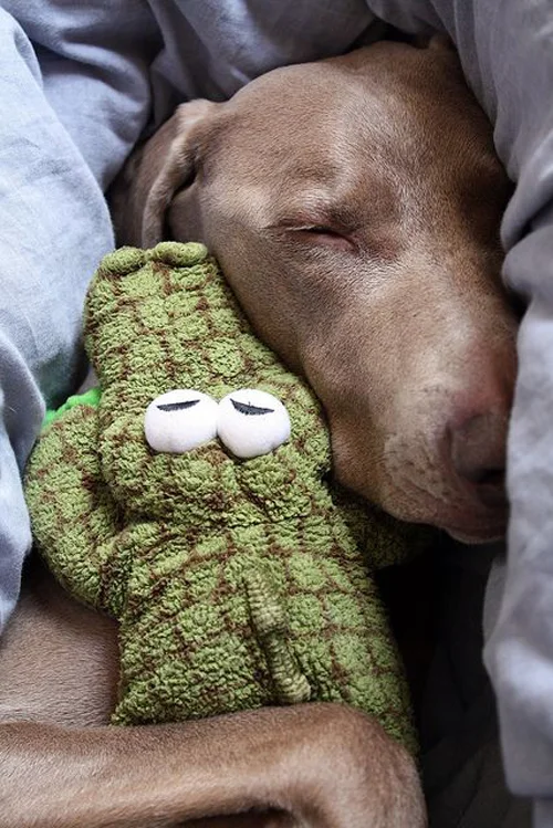 Dogs-Dohlongma.jpg