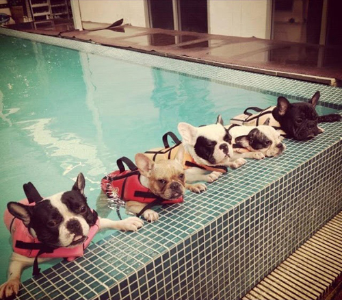 dogs-frenchbulldogs.jpg