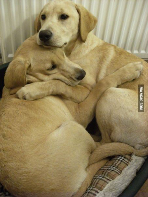 Dogs-Labradors.jpg