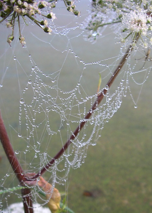 Spring-SpiderWeb.jpg