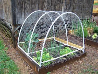 Garden-PVC-hoop-1.JPG