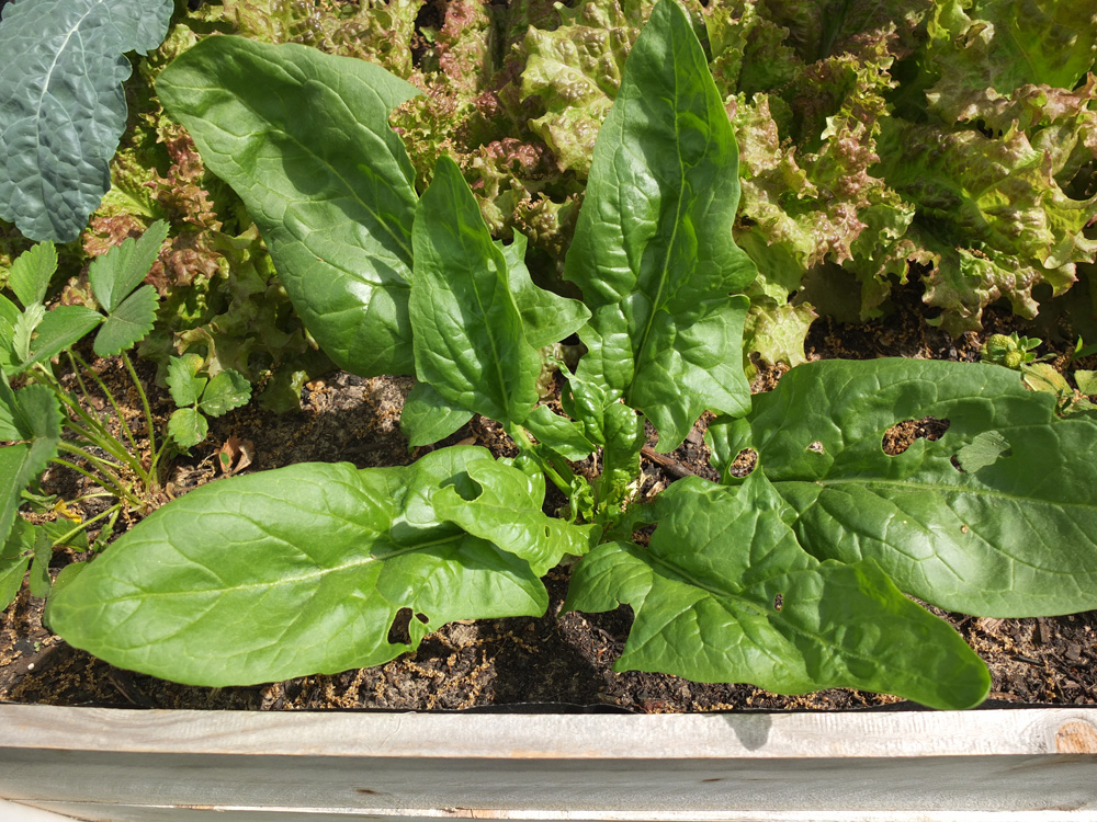 Spring-Garden-Update-1.jpg