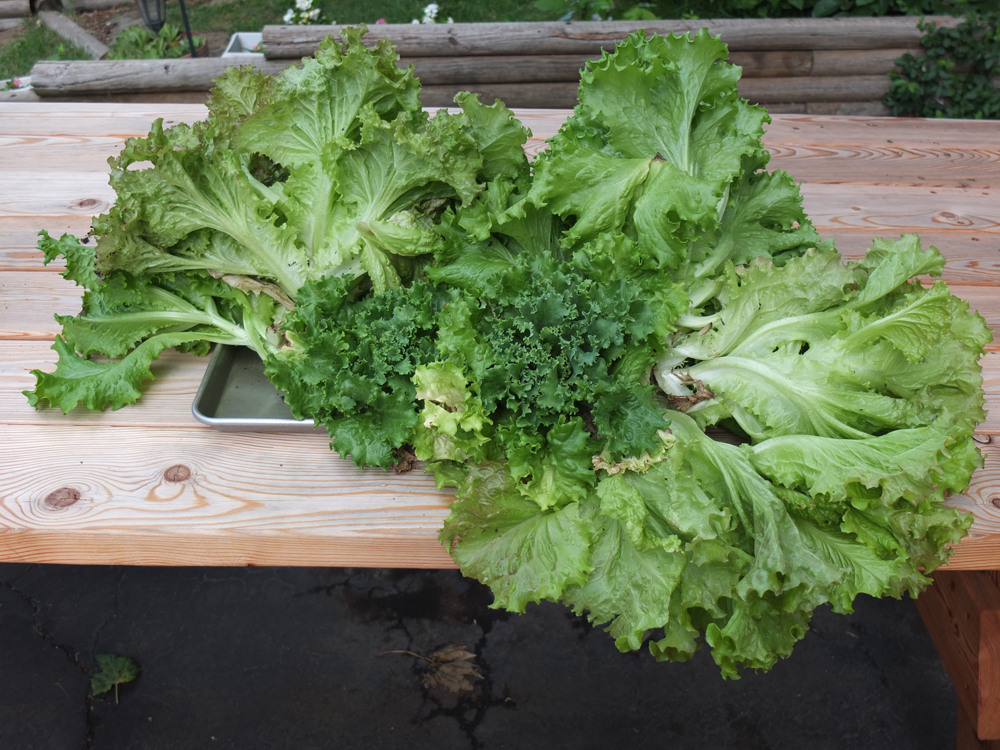 ready-to-grow-lettuce.jpg