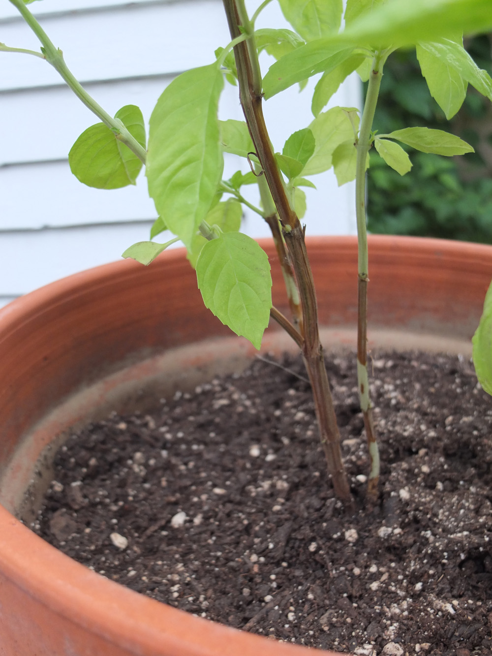 long-overdue-basil-1.jpg
