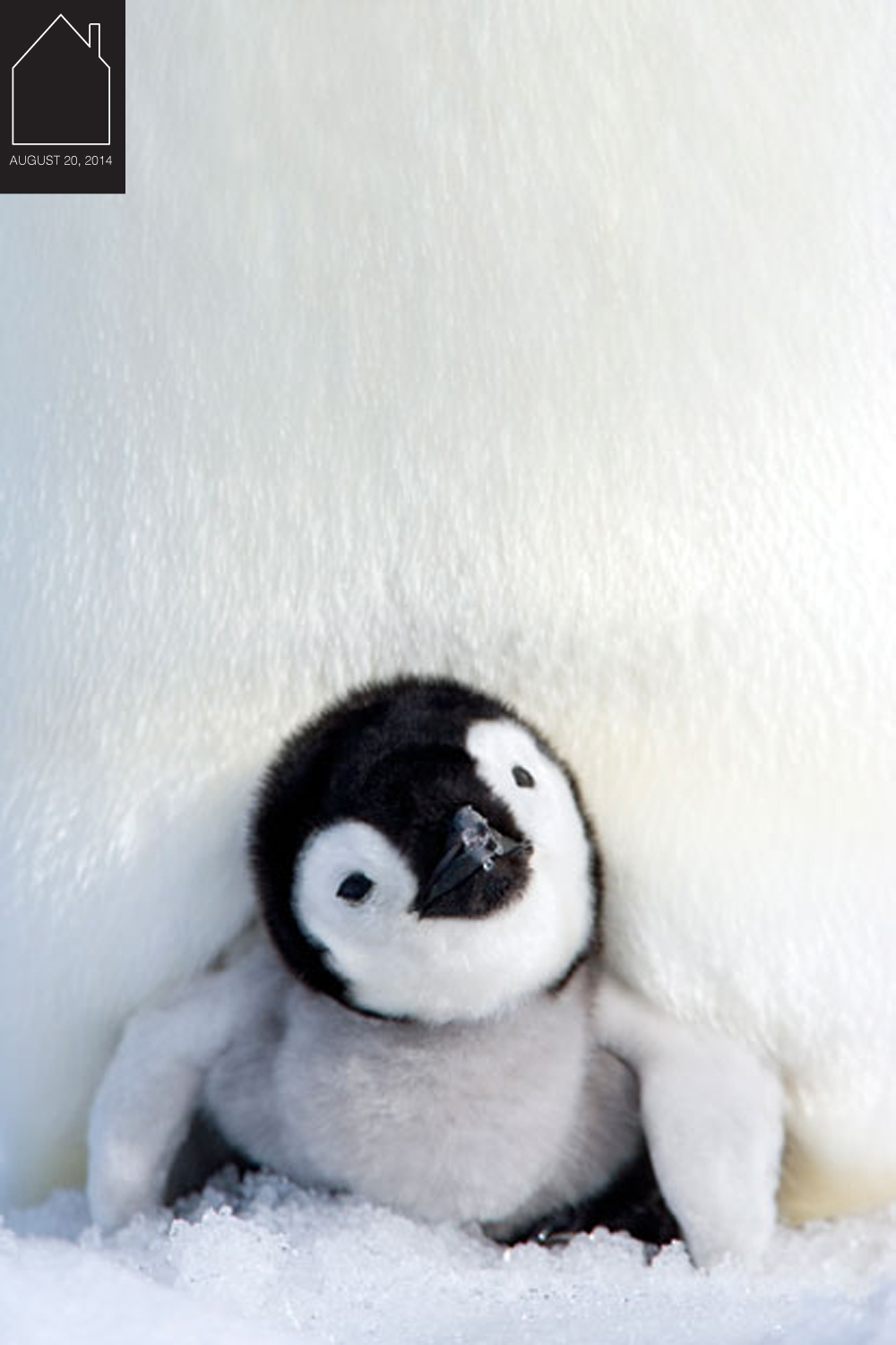 penguins in Antartica photo by Thorsten Milse via The Telegraph
