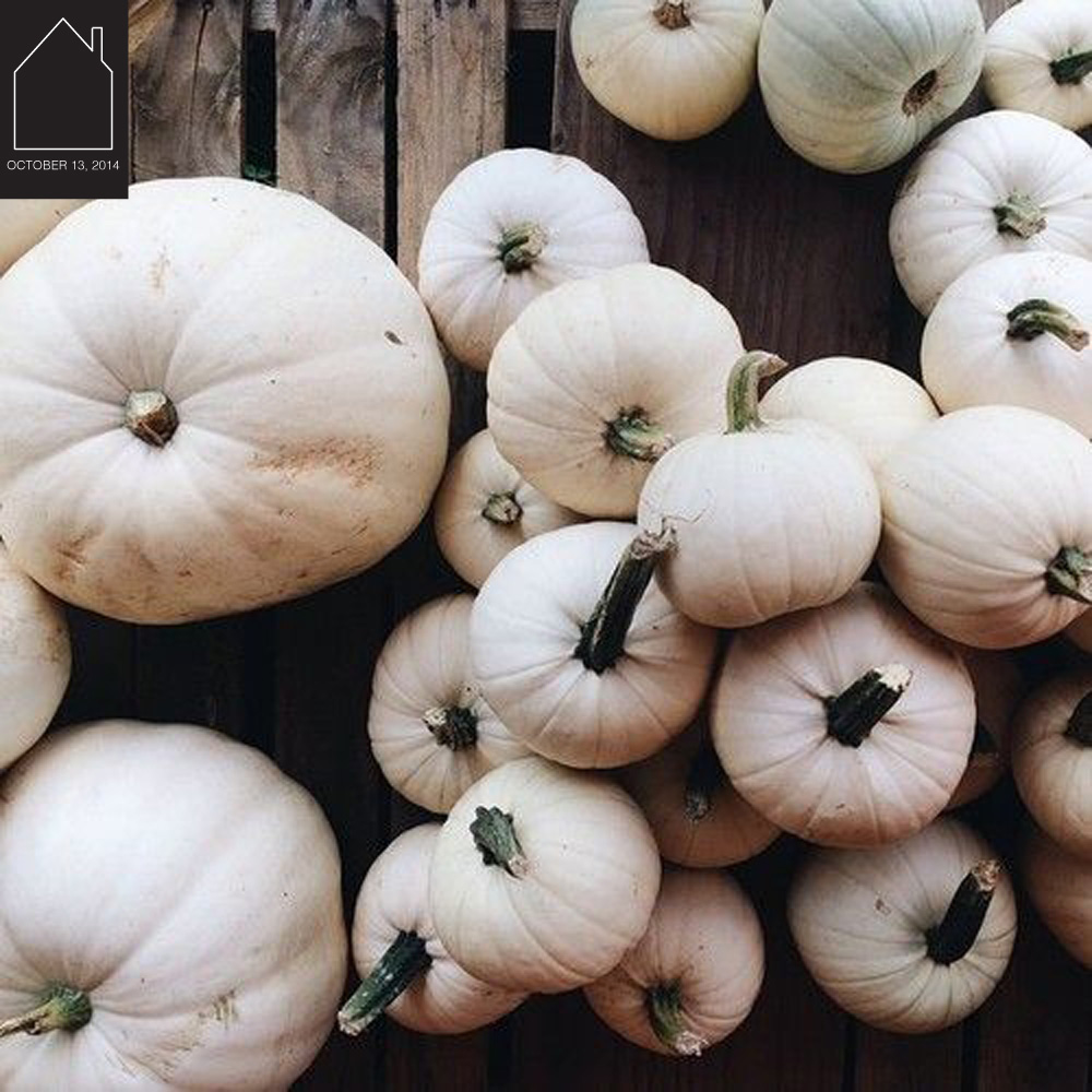 white pumpkins via OldJoy 