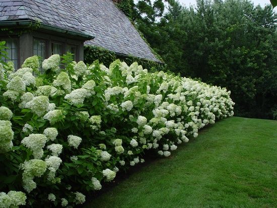 limelight hydrangeas via Proven Winners