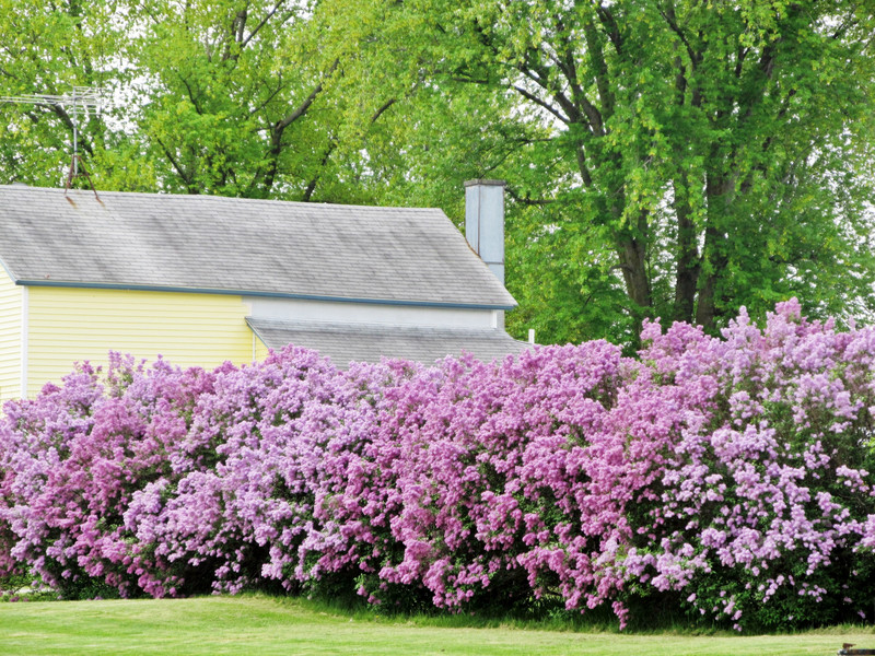 lilac hedge source unknown