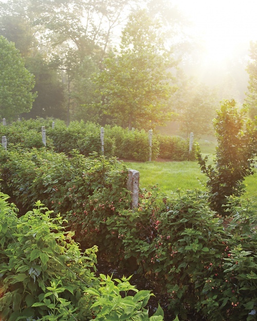 raspberry bushes via Martha Stewart