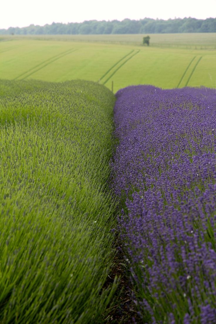 garden-pinners-hendy-curzon-lavender.jpg