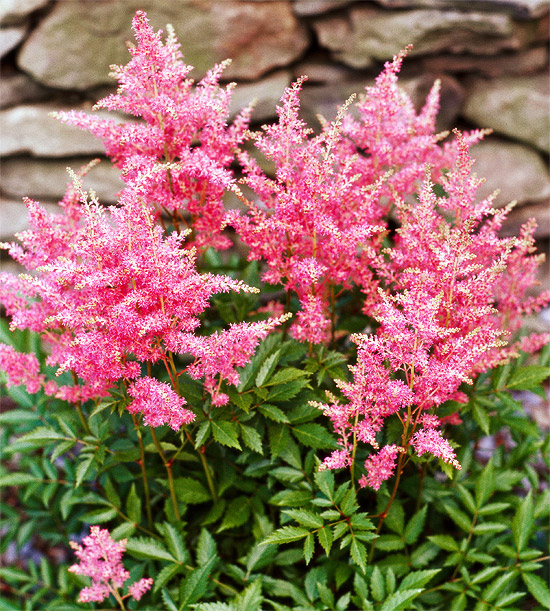 Astilbe plant via BHG