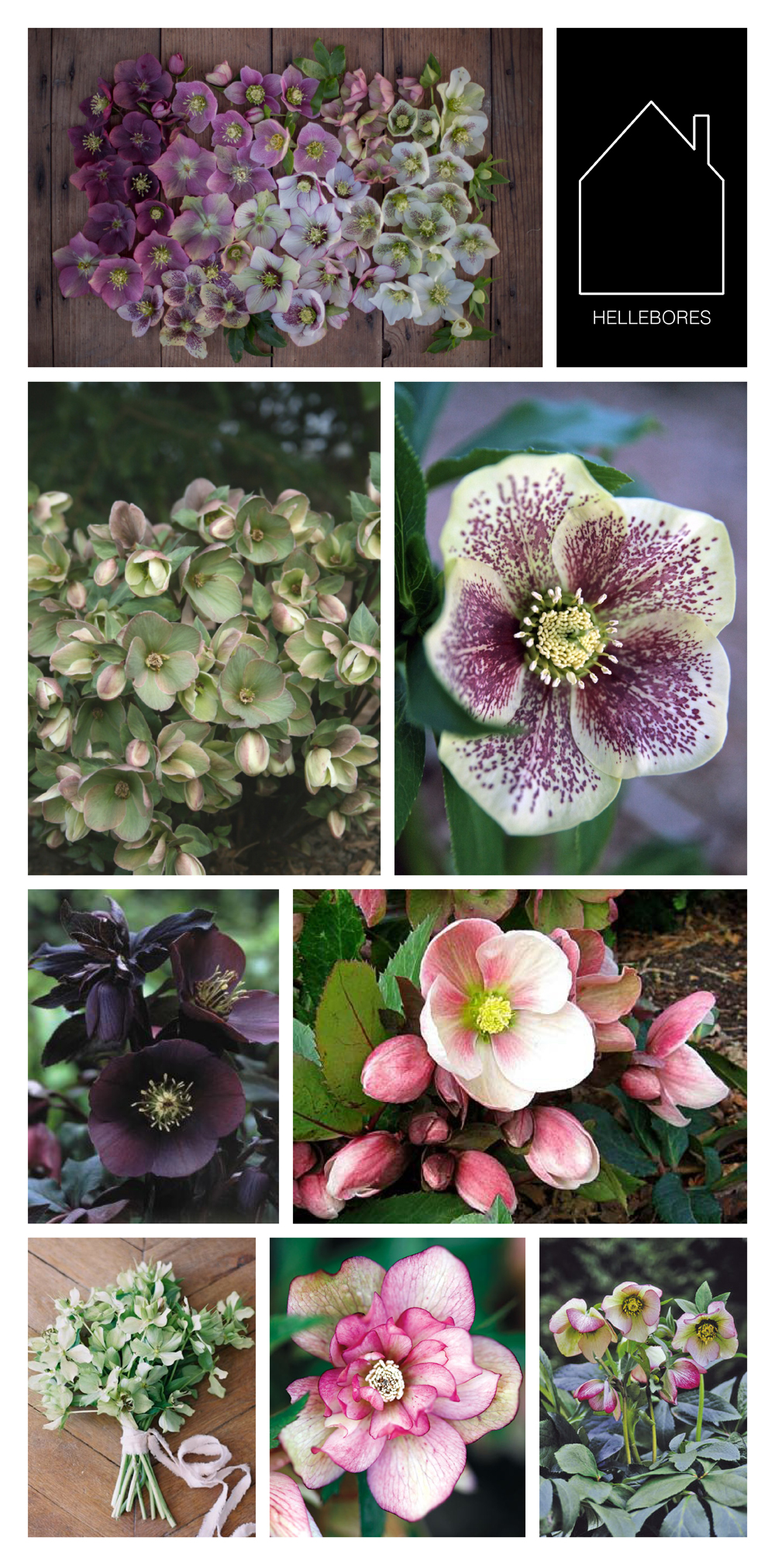 from top left: hellebores display via Floret - ivory prince variety via Plant Delight - ice follies variety via Conrad Art Glass & Garden - blue lady variety via VonBloem Gardens - source unknown - ivory prince bouquet via Once Wed - peppermint ice via Canadian Gardening - picotee lady variety via Skagit Gardens