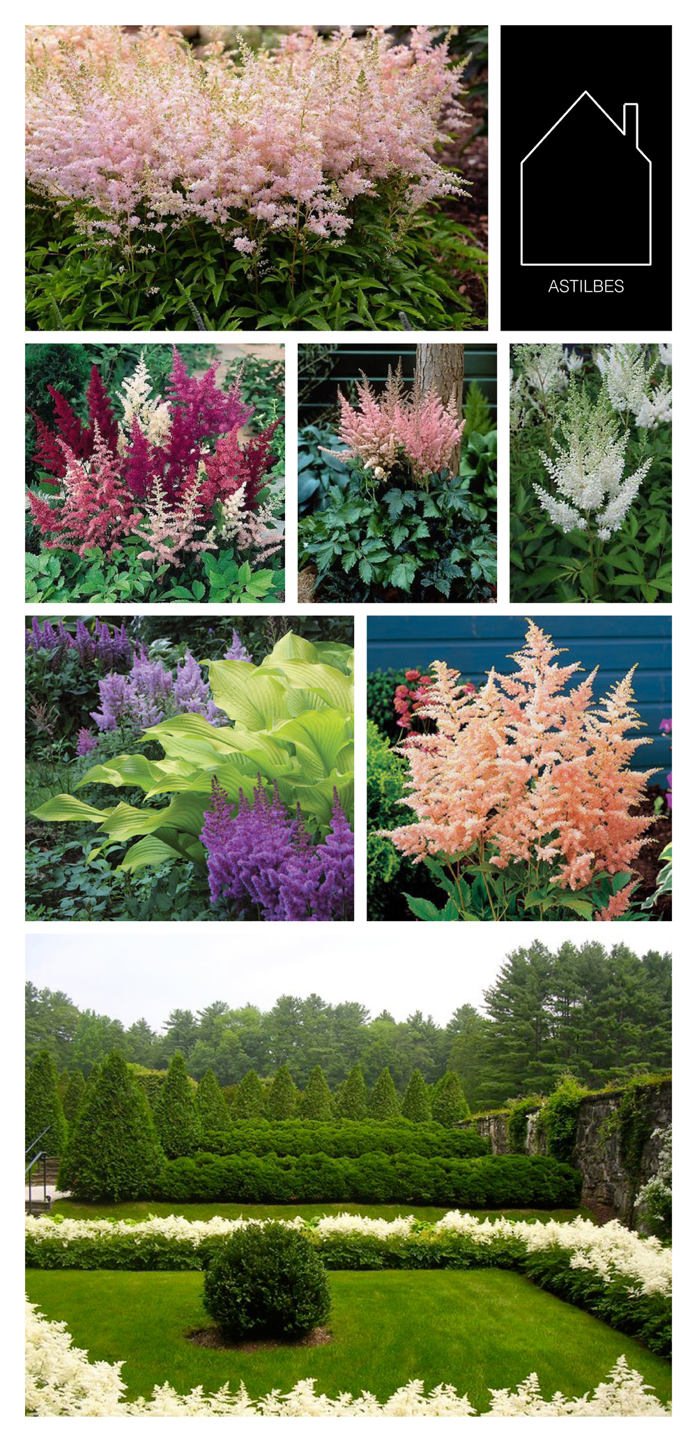 from top left - astilbe younique silvery pink via Bluestone Perennials - showstar astilbe via Swallowtail Gardens - astilbe visions in pink via Walters Garden - white gloria astilbe via Marshall Gardens - astilbe and hostas via times union - astilbe peach blossom source unknown - white astilbe garden via Houzz