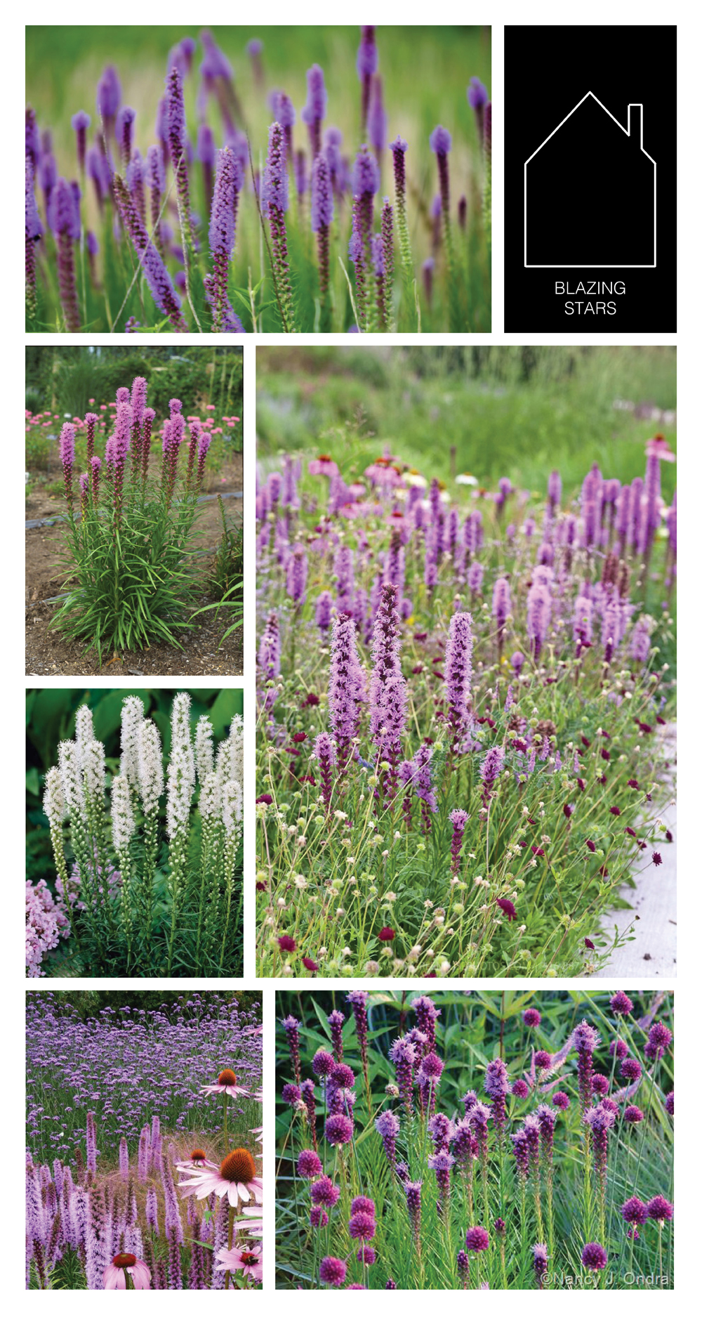 from top left - via GARDENISTA - via HGTV Gardens - via Greenfuse Photography - source unknown - source unknown - via Hayefield 