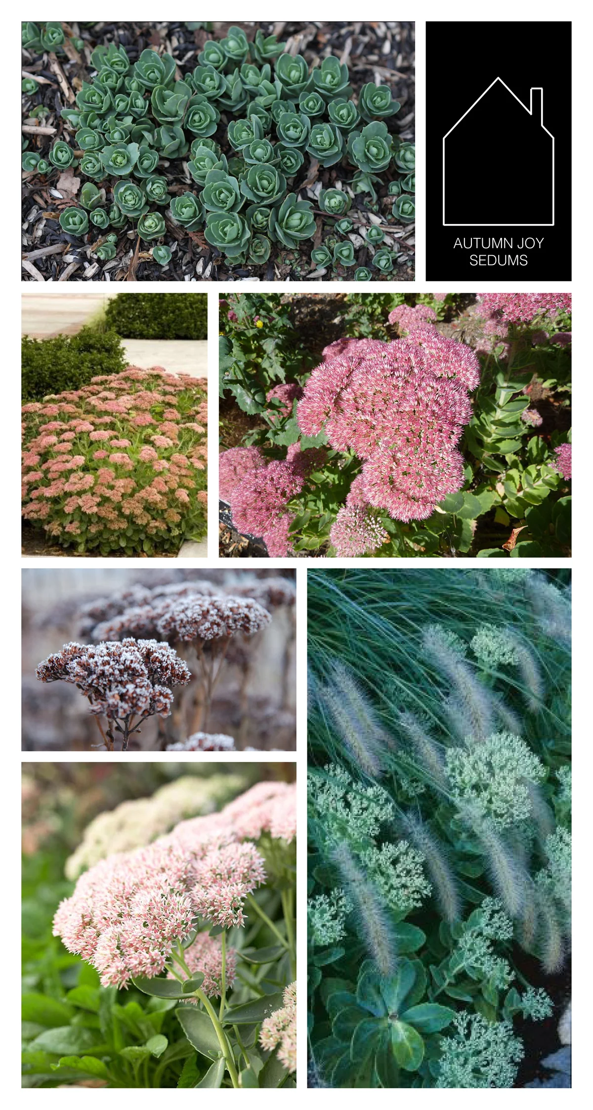 from top left - autumn joy sedums in spring via Stephi Gardens - via Monrovia - via Wikimedia - via Ledge & Garden - via Fine Gardening - via BHG